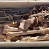 A 5,000-year-old skeleton was found during excavation work in Burdur.