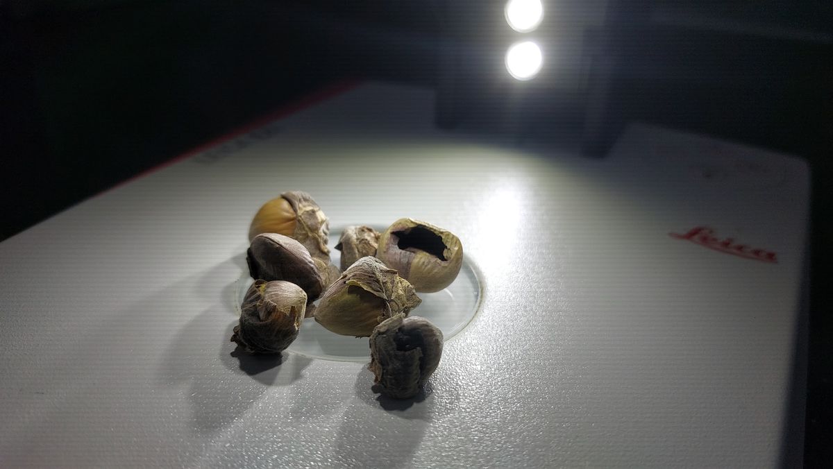 Kahverengi Kokarca İle Mücadelede Ciddi Çalışmalar Yapılıyor