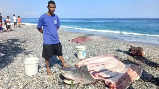 In Indonesia, a shark attacked and mutilated a 68-year-old American tourist who was diving.