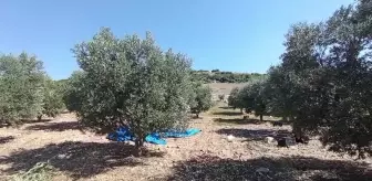 Tarlada zeytin fiyatları düşüyor ama marketlerde zeytinyağına zam üstüne zam