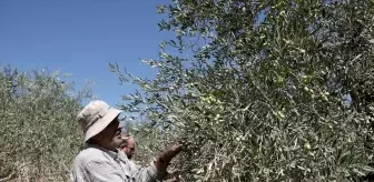 Filistinli çiftçiler, topraklarını gasbeden İsraillilerin saldırıları nedeniyle zeytin hasadını yapamıyor