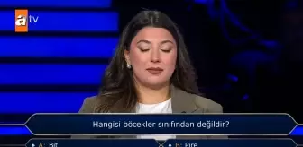 Hangisi böcekler sınıfından değildir?