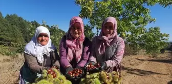 Demirci'de Kestane Hasadı Başladı