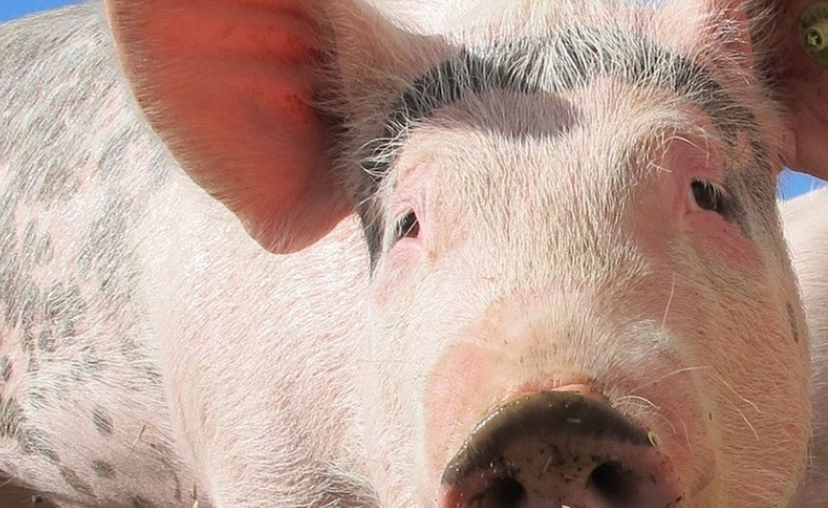 Domuz eti haram mı, sağlığa zararlı mı? (Hangi ayette geçiyor?)