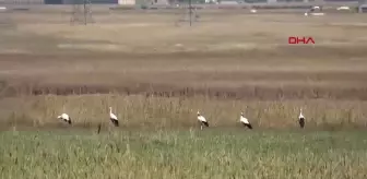 Yüksekova'da Leylekler Kışın da Yuva Yaptı