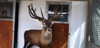 Yaralı Geyik Ateşli Silah ile Vurulmuş Olarak Bulundu