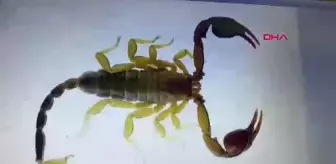 Yeni Bir Akrep Türü Keşfedildi: Euscorpius gulhanimae