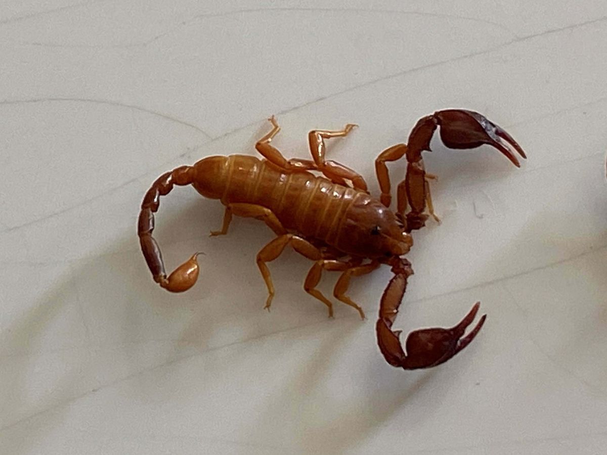 Yeni Akrep Türü 'Euscorpius gulhanimae' Keşfedildi