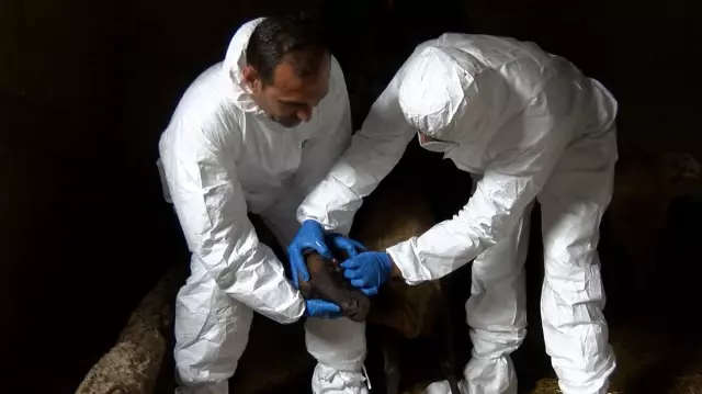 The neighborhood where blue tongue disease was observed has been placed under quarantine.