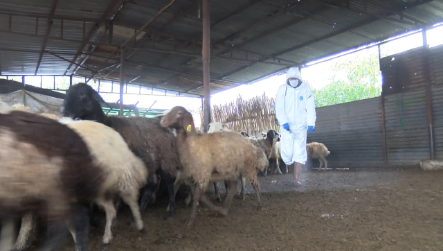 The neighborhood where bluetongue disease was observed has been quarantined