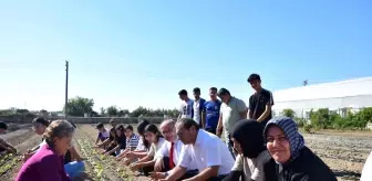 Aksu Tarım Lisesi Öğrencileri Sezonun İlk Fidelerini Ekti