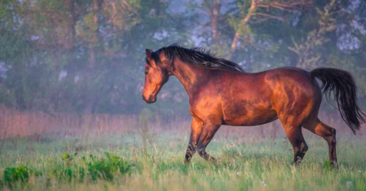 Tek tırnaklı ne demek? Tek tırnaklı hayvanlar hangileri? Tek tırnaklı ne demek? Tek tırnaklı hayvanlar hangileri?