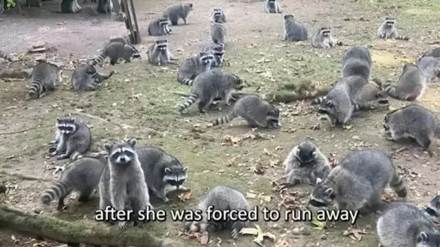 About 100 raccoons invaded a house in Washington.