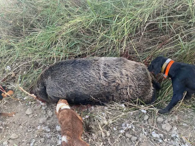 They hunted the boar that became a nuisance to farmers after getting permission from the ministry