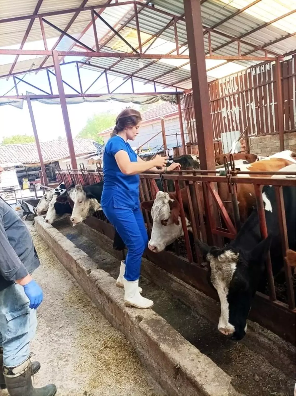 Afyonkarahisar'da Şap Hastalığına Karşı Aşılama Kampanyası Devam Ediyor