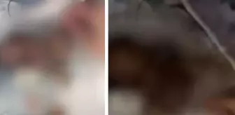 Skandal iddia: Haksız kazanç uğruna 12 bebeğin ölümüne göz yumuldu