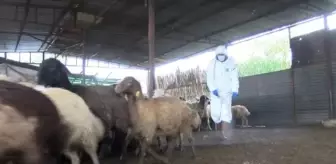 Mavi dil hastalığı nedir, insana bulaşır mı? Mavi dil hastalığı nasıl geçer?