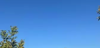 Çerkeşli Köyünde Ceviz Hasadı Sevinci