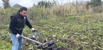 Ardahan'da Kekik Üretimi ile Tarımsal Çeşitlilik Artıyor