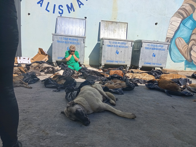 Belediyenin bakım merkezinde hayvan katliamı