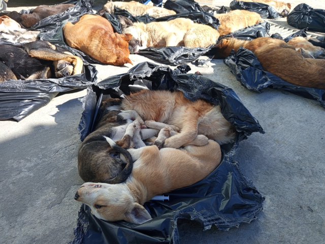 Animal massacre at the municipality's care center