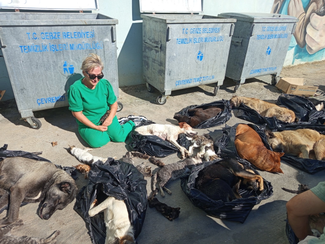 Animal massacre at the municipality's care center