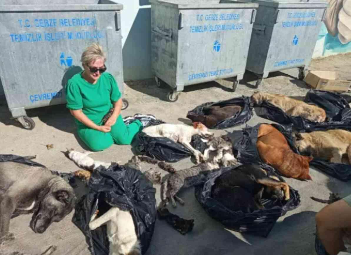 Gebze Belediyesi'nde ne oldu? Gebze Belediyesi hayvan katliamı olayı nedir?