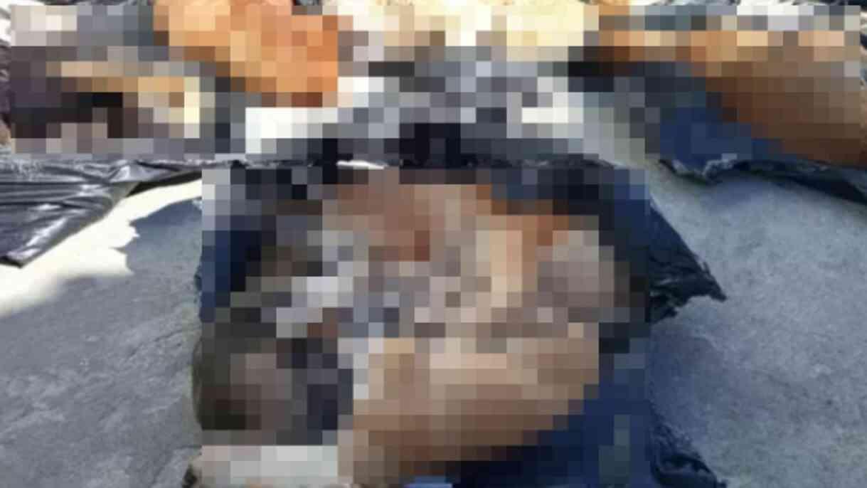 Gebze'de köpekleri ve kedileri kim öldürdü?