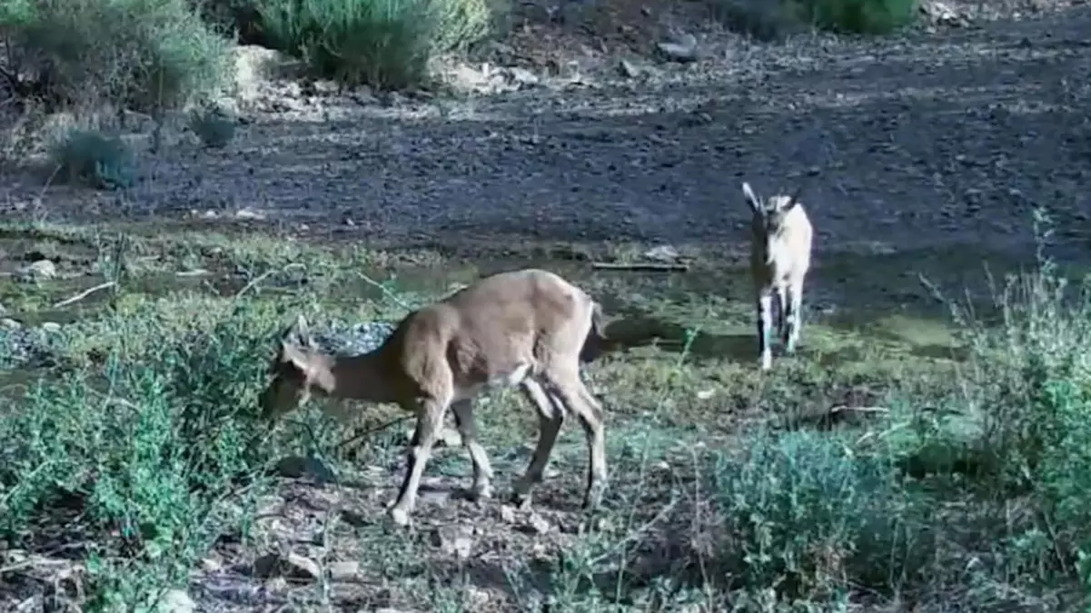 Muğla'da Yaban Hayatı Fotokapanlarla Belgelendi