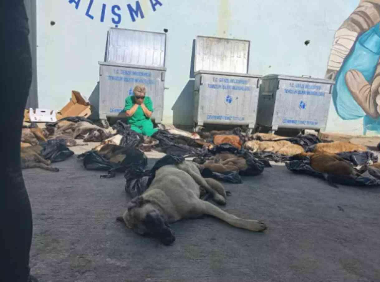 SON DAKİKA: Gebze Belediyesi'nde neler oluyor? Sokak hayvanları öldürüldü mü? #GebzedeKatliamVar SON DAKİKA: Gebze Belediyesi'nde neler oluyor? Sokak hayvanları öldürüldü mü? #GebzedeKatliamVar