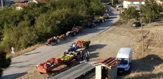 Bilecik'te Ceviz Hasadı Yoğun İlgi Görüyor