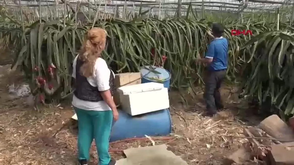 Emekli Öğretmen Çiftten Ejder Meyvesi Başarısı