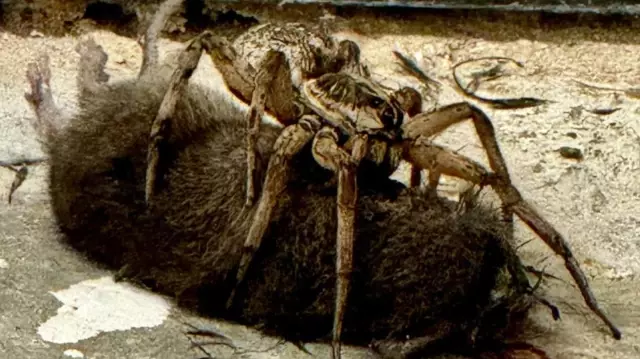 The mother, who saw the wolf spider eating the mouse, recorded those moments on camera.