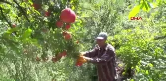 Kumluca'da Nar Hasadı: Beklenen Rekolte 250 Bin Ton