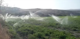 Beypazarı'nda Sabah Namazı Buluşması ve Kışlık Havuç Hasadı