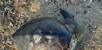 Antalya'da Ölü Caretta Caretta Bulundu