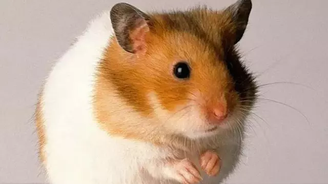 A 38-year-old woman in Spain has died after being bitten by a pet rat.