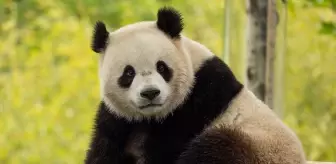 ABD'ye İki Yeni Panda Geliyor