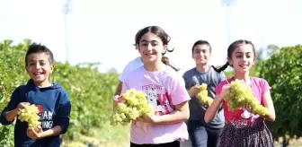 Elazığ'da Üzüm Hasadına Çocukların Renkli Katkısı