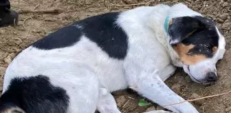 İstanbul'da ölen İngilizce öğretmeninin köpeği mezarının başından ayrılmıyor