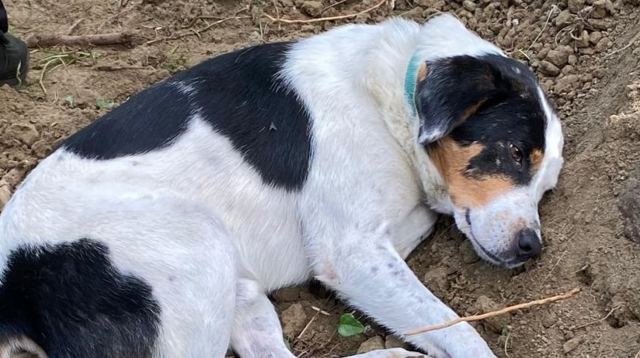 The loyalty from the dog's emotions filled the eyes, never leaving the grave of its deceased owner