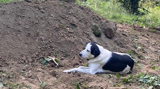 The loyalty from the dog's emotions filled the eyes, never leaving the grave of its deceased owner