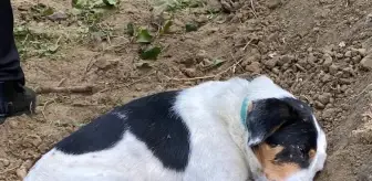 Köpeği Teo, Sahibinin Mezarı Başında Ayrılmadı