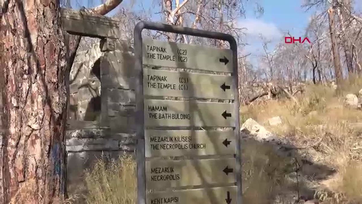 Yangın Sonrası Antik Kentteki Ağaçlar Devrildi