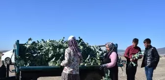 Brokoli Üretimi Çiftçilerin Yüzünü Güldürüyor