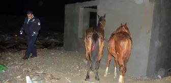 Gıda teröristlerinin vatandaşa en çok at ve eşek eti yedirdiği iki ilimiz