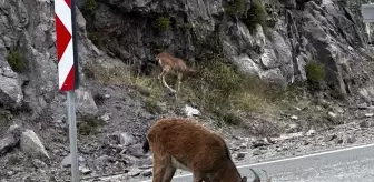 Giresun'un Şebinkarahisar'ında Yaban Keçileri Kara Yolunda Görüntülendi