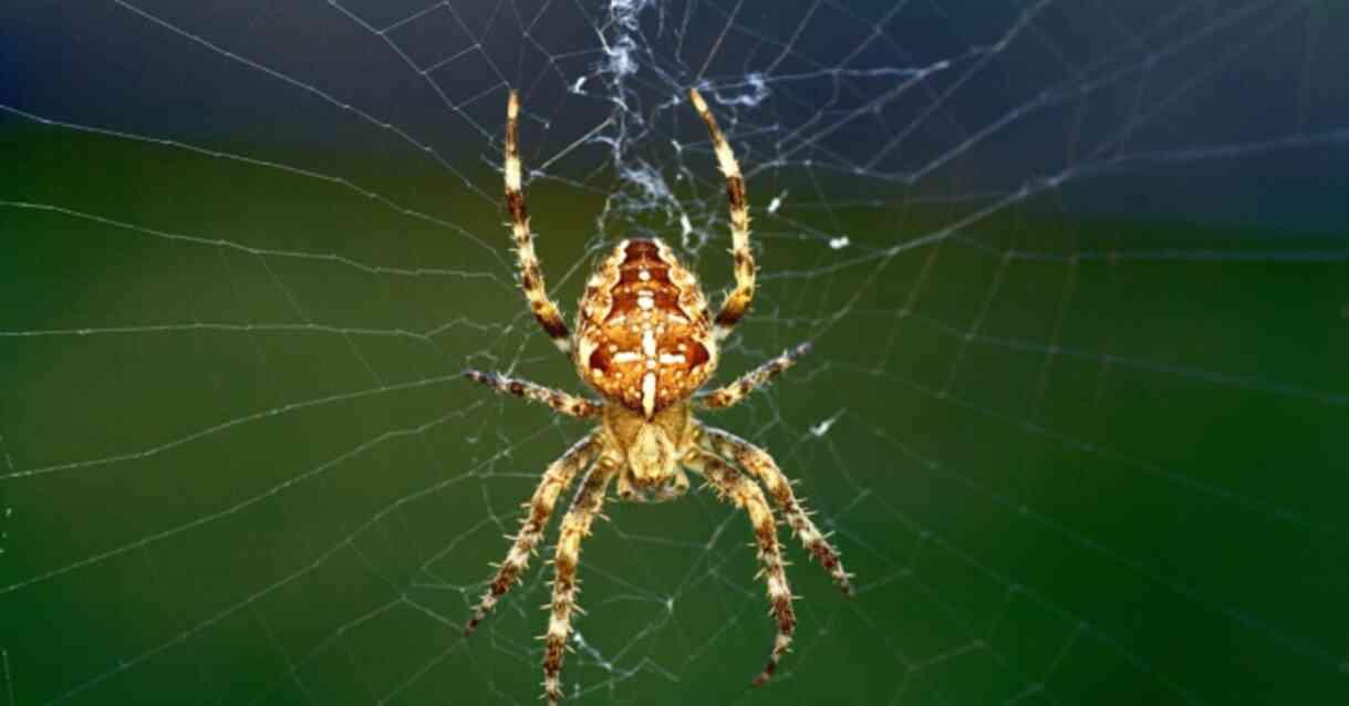 Rüyada örümcek görmek ne anlama gelir? Rüyada canlı örümcek görmek ne anlama gelir? Rüyada örümcek görmek ne demek diyanet?