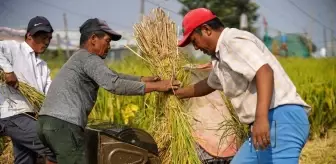 Nepal'de Dünya Gıda Günü Kutlaması: Pirinç Hasadı