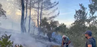 Antalya'da Yangın Zeytin Ağaçlarına Zarar Verdi